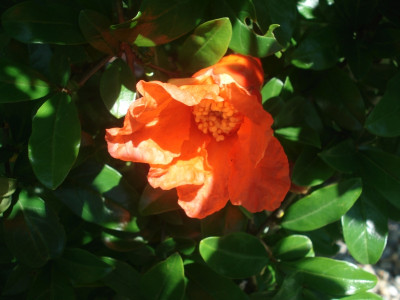 Punica_granatum100616.jpg