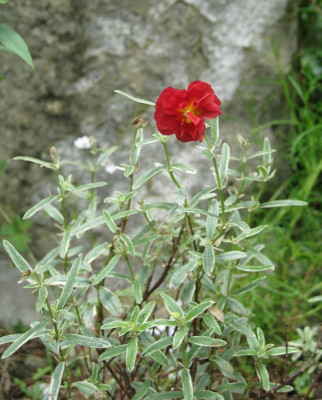 IMG_9465 Helianthemum 'Monika'.jpg