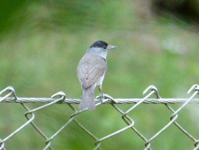 2016-06-13 Gartenvögel Mönchsgrasmücke 2.jpg