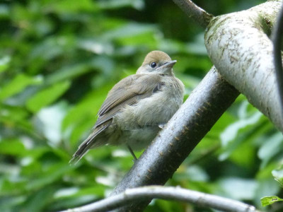 2016-06-13 Gartenvögel Mönchsgrasmücke 3.jpg