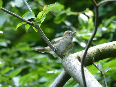 2016-06-13 Gartenvögel Mönchsgrasmücke 4.jpg