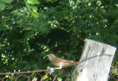 2016-06-13 Gartenvögel.jpg