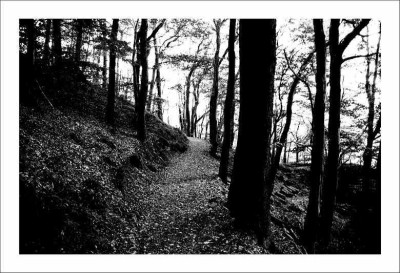 Waldansichten_sw_01-10-2006.jpg
