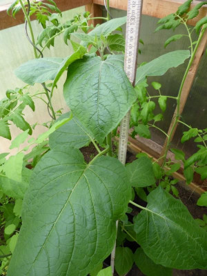 Physalis Beas selection.jpg