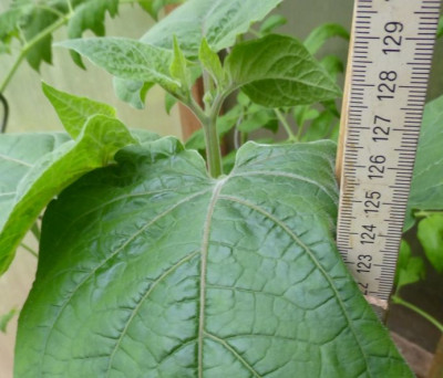 Physalis Beas Blütentrieb..jpg