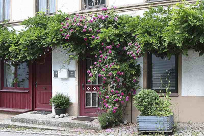 Rose-Wist_Aschau-800b.jpg