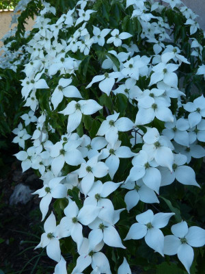 2016-06-06 Cornus kousa.jpg