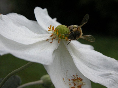 herbstanemone19.JPG