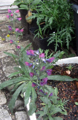 Echium-Tuerkei.jpg