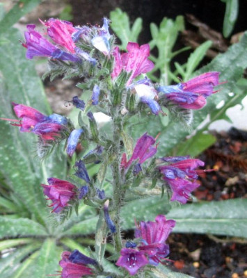Echium-Tuerkei2.jpg