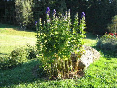 eisenrosen4.jpg