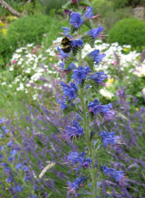 IMG_9448 Echium vulgare.jpg