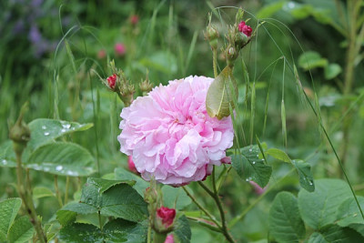 Rose Leda.JPG