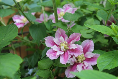 Clematis Justa.JPG