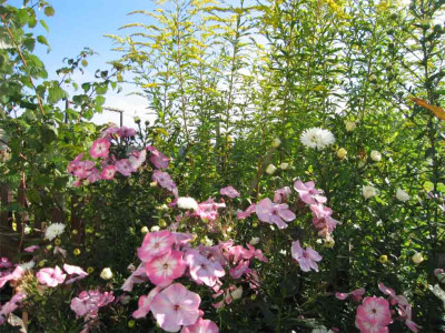 solidphlox1.jpg