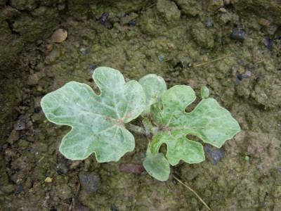 garten 057.JPG