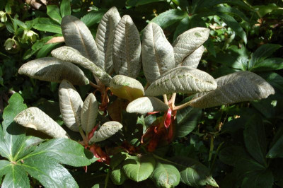 Rhododendron kesangiae.jpg