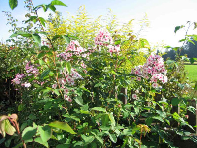 louisephlox2.jpg