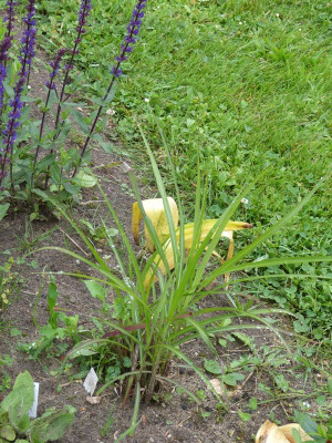 2016-06-14 Gräser Miscanthus 'Dronning Ingrid'.jpg