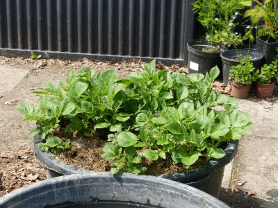 Garten und zuccini 914.JPG