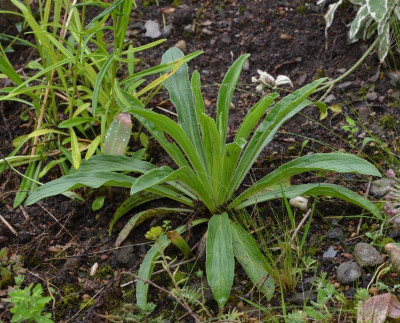 Digitalis_parviflora.16-1.jpg