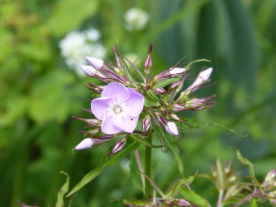 2016-06-14 Phlox amplifolia (c.f.) 'Ashville 88'.jpg