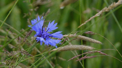12.6. blaue blume.jpg