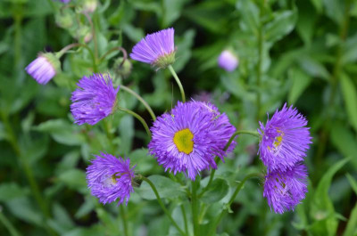 Erigeron-Dominator.16-1.jpg