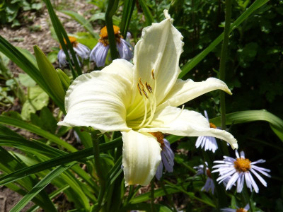 2016-06-14 Hemerocallis 'Dad's Best White'.jpg