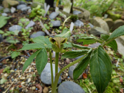 Arisaema flavum ssp. thibeticum  ...  14.6.16 044.jpg