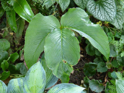 2016-06-13 Arisaema costatum.jpg