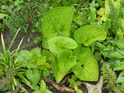 2016-06-14 Brunnera macrophylla 'Green Gold'.jpg