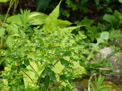 2016-06-14 Euphorbia palustris 'Teichlaterne'.jpg