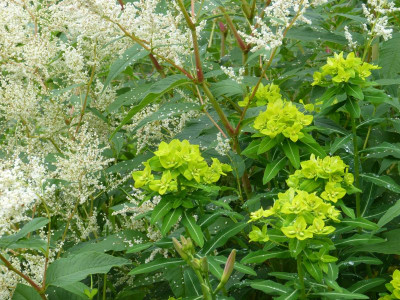 2016-06-14 Euphorbia 1.jpg