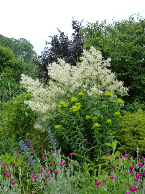 2016-06-14 Euphorbia 2.jpg