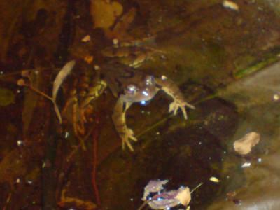 frosch_im_brunnen.JPG