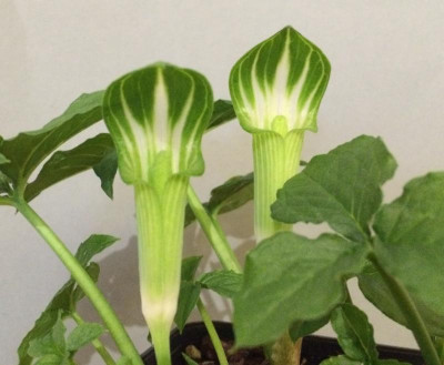 Arisaema amurense 06-2016.jpg
