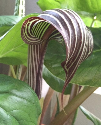 Arisaema fargesii 06-2016.jpg