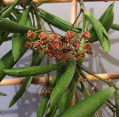 Hoya loheri 06-2016.jpg