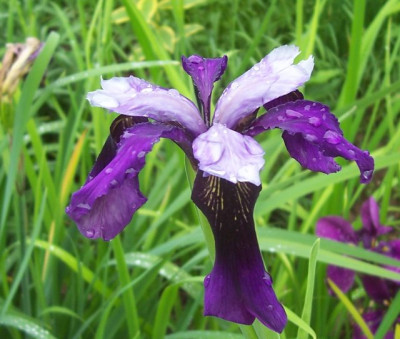 100_6485 Iris Sämling GdS.jpg
