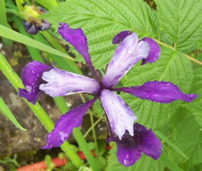 100_6486 Iris Sämling GdS.jpg