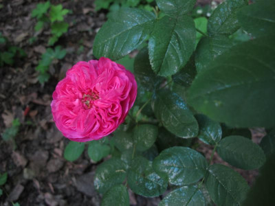 roseduroiafleurspourpres1.img.JPG