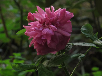 roseduroiafleurspourpres.img.JPG