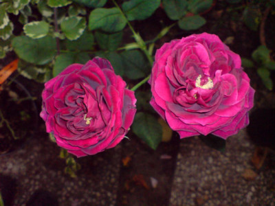 2_bluten_der_astrid_v_h.JPG
