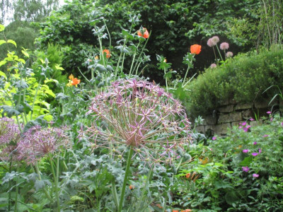 Alium christophii 20160615_02.jpg