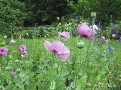 Papaver und Delphinum 20160615_05.jpg