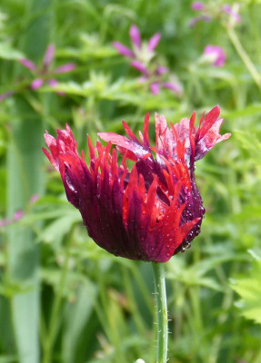 2016-06-15 Fransenmohn.jpg