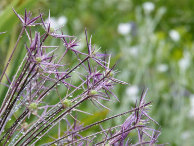 2016-06-15 Allium christophii.jpg