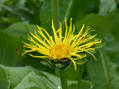 2016-06-15 Inula helenium.jpg