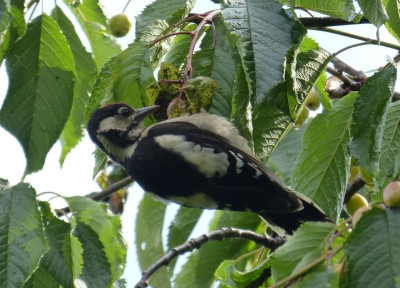 2016-06-15 Gartenvögel Buntspecht.jpg